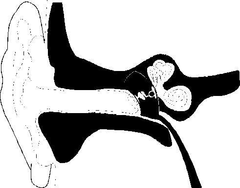 Estructura interna del o�do